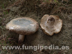 Russula heterophylla