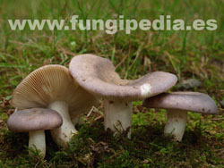 Russula ionochlora