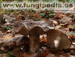 Russula nigricans