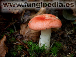 Russula nobilis