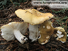 Russula ochroleuca