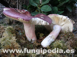 Russula olivacea