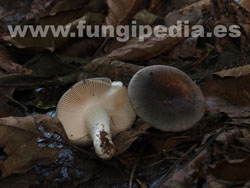 Russula parazurea