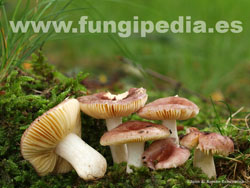 Russula puellula