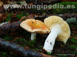 Russula risigallina