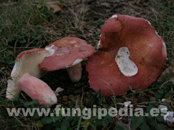 Russula rosea