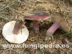 Russula torulosa