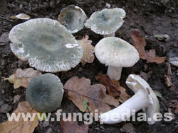 Russula virescens