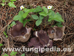 Sarcosphaera coronaria