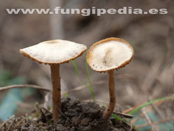 Simocybe centunculus