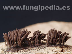 Stemonitis fusca