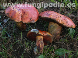 Suillellus dupainii