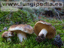 Suillus bellinii