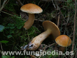 Suillus bovinus