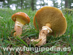 Suillus grevillei