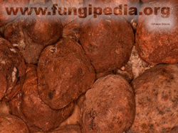 Terfezia claveryi