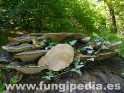 Trametes gibbosa