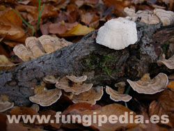 Trametes versicolor