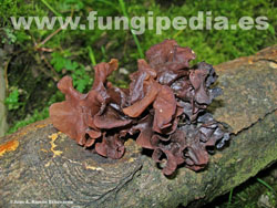 Tremella foliacea