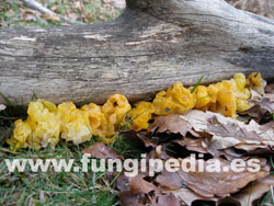 Tremella mesenterica