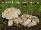 Tricholoma columbetta