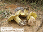 Tricholoma equestre