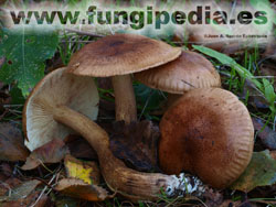 Tricholoma fulvum