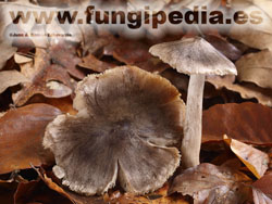 Tricholoma sciodes