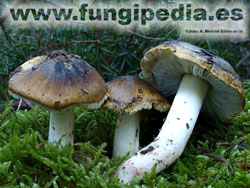 Tricholoma sejunctum