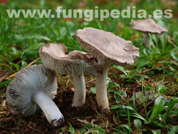 Tricholoma terreum