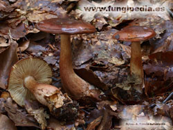 Tricholoma ustale