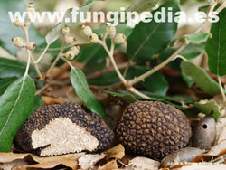Tuber aestivum