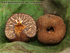 Tuber fulgens