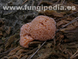 Tubifera ferruginosa