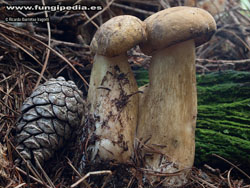 Tylopilus felleus