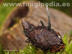 Xylaria carpophila