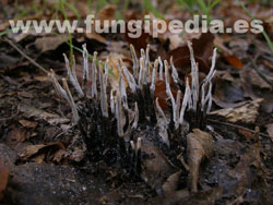 Xylaria hypoxylon