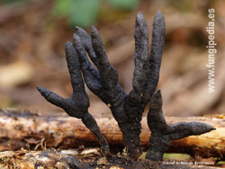 Xylaria longipes