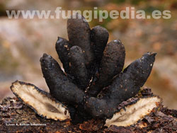 Xylaria polymorpha