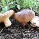 Suillus bellinii