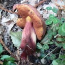 Boletus queletii
