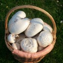 Cesta de Agaricus