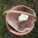 Agaricus Urinascens Avila 3