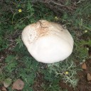 Agaricus Urinascens Avila