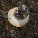 Boletus Pinophilus  Navacerrada (5)