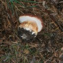 Boletus Pinophilus  Navacerrada (8)