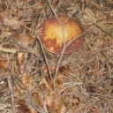 Boletus Pinophilus  Navacerrada (4)