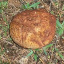 Boletus Pinophilus  Navacerrada (6)