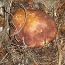 Boletus Pinophilus  Navacerrada (2)