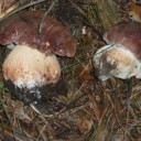 Boletus Pinophilus  Navacerrada (3)